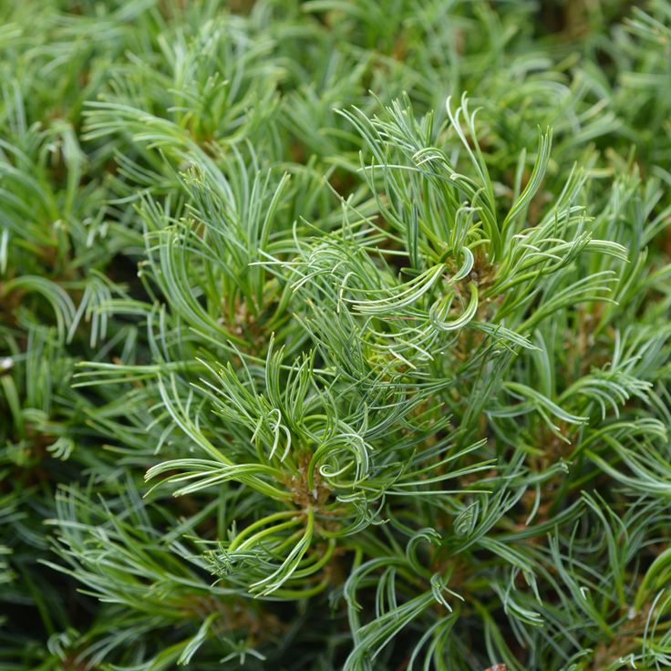 Pušis ‘Green Twist’