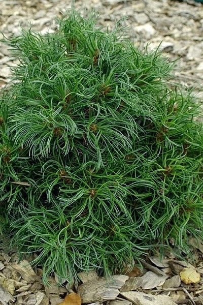 Pušis ‘Green Twist’