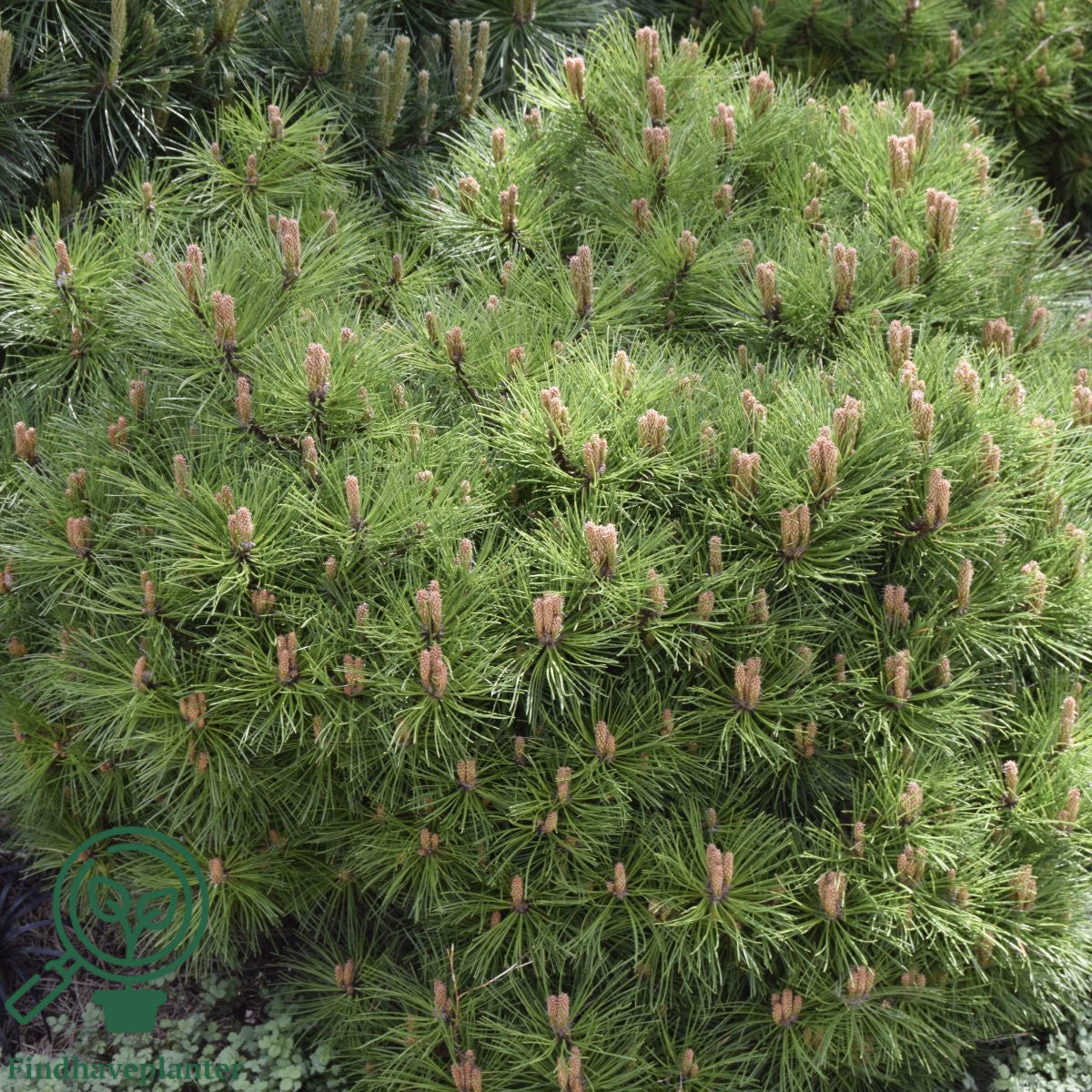 Pušis 'Marie Bregeon'