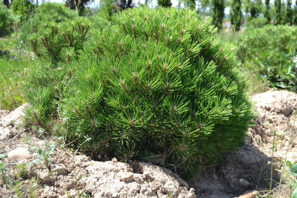 Pušis 'Marie Bregeon'
