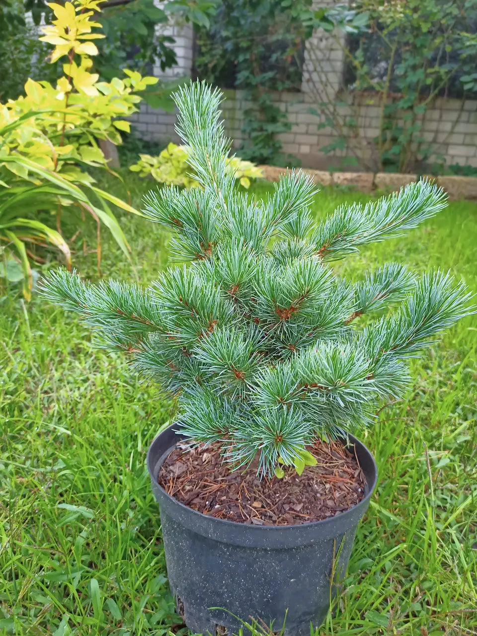 Pušis 'Negishi'