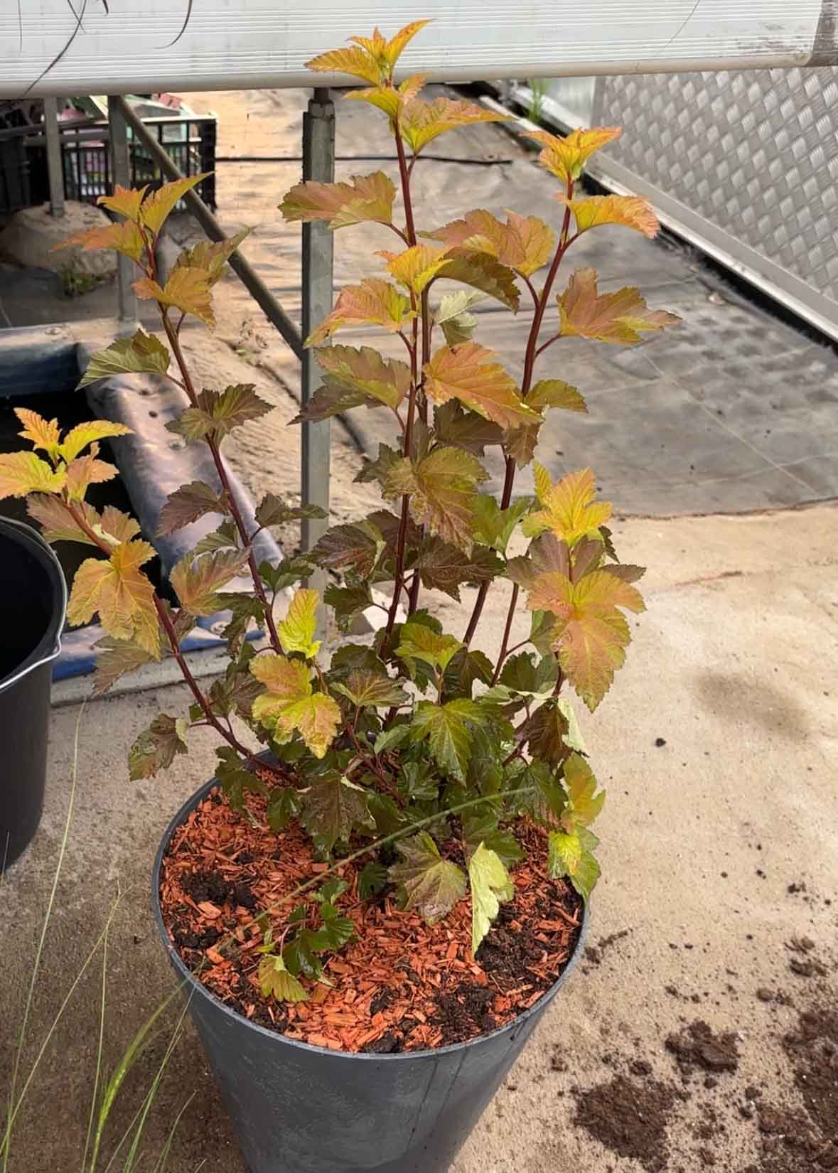 Pūslenis putinalapis 'Magic Ball'®