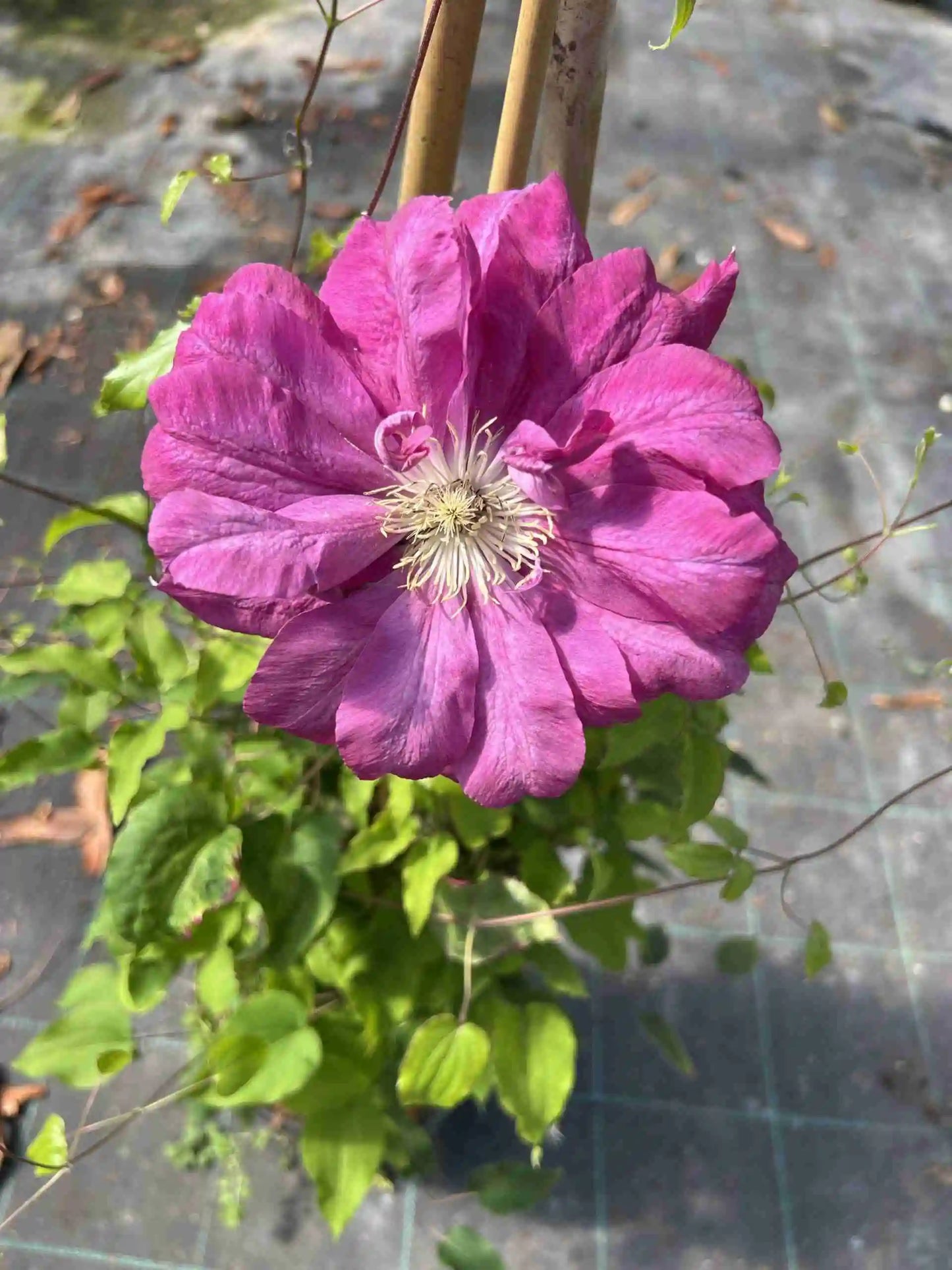 Raganė 'Akafuji'