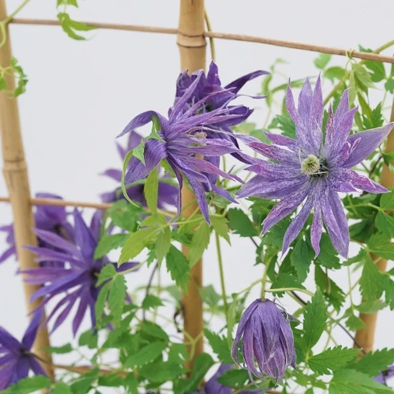 Raganė 'Blue Surprise'