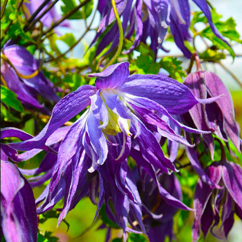 Raganė 'Blue Surprise'