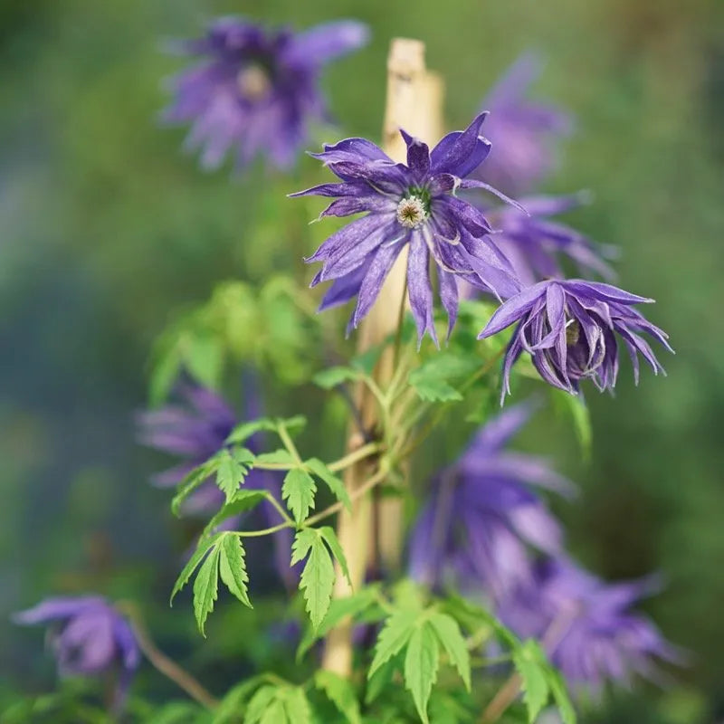 Raganė 'Blue Surprise'