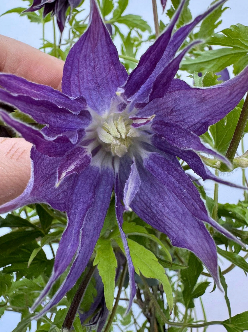Raganė 'Blue Surprise'