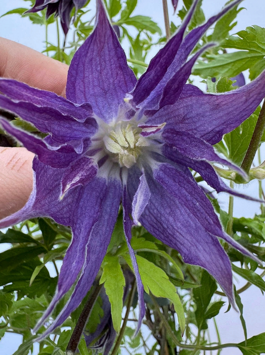 Raganė 'Blue Surprise'