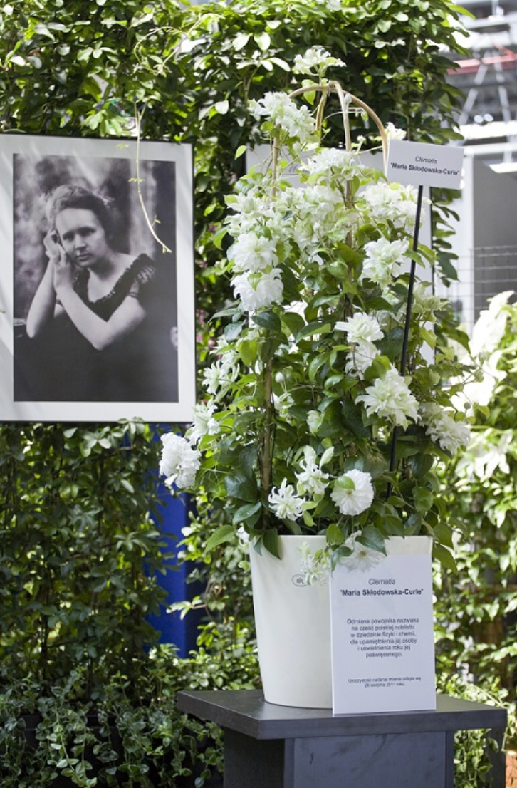 Raganė 'Maria Skłodowska Curie PBR'