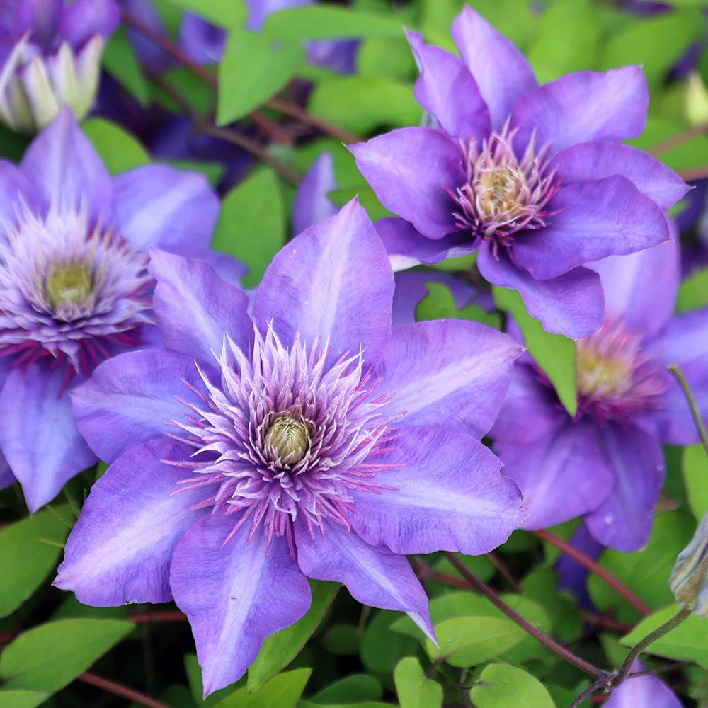 Raganė 'Multi Blue'