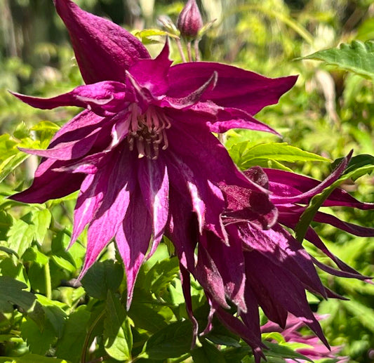Raganė 'Purple Surprise PBR'