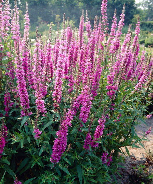 Raudoklė Luminara Hot Pink