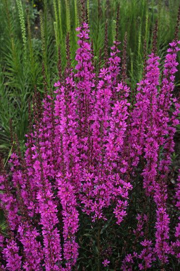 Raudoklė Luminara Hot Pink
