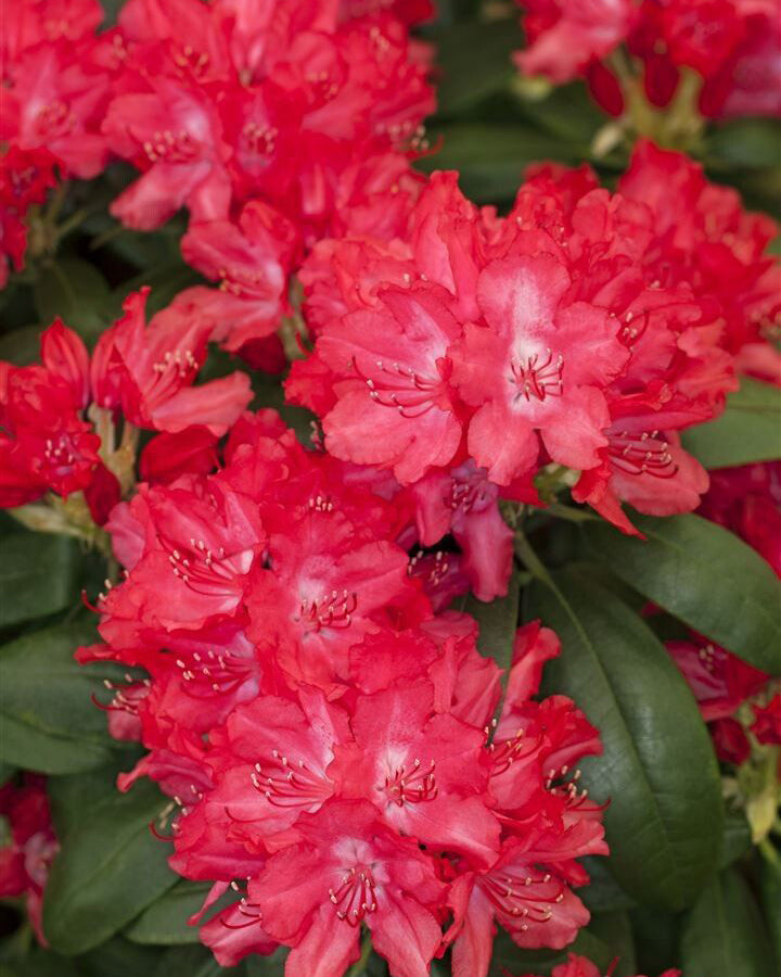 Rododendrai 'Astrid'