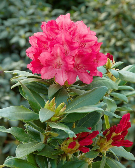 Rododendrai 'Astrid'