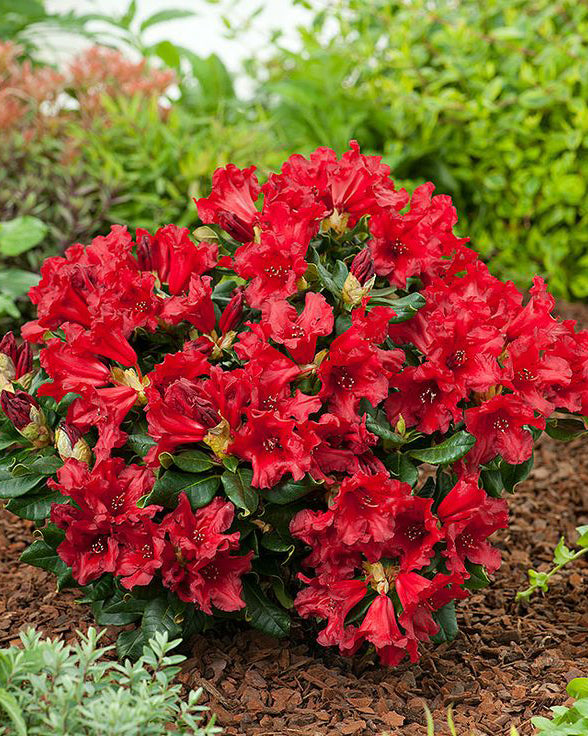 Rododendrai 'Baden Baden'