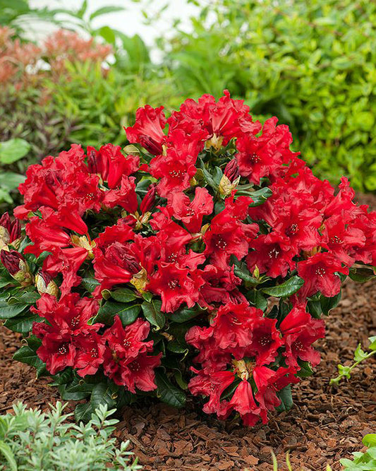 Rododendrai 'Baden Baden'