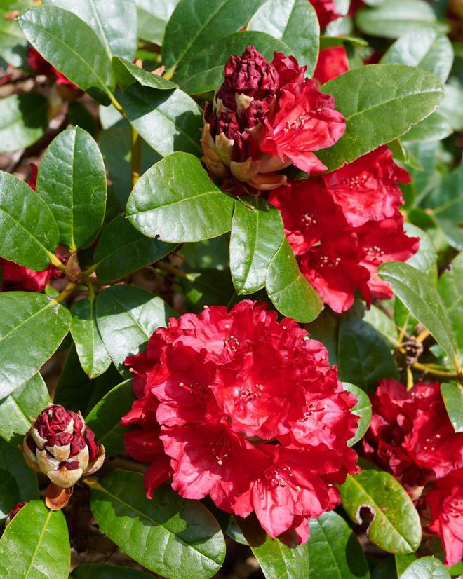 Rododendrai 'Baden Baden'