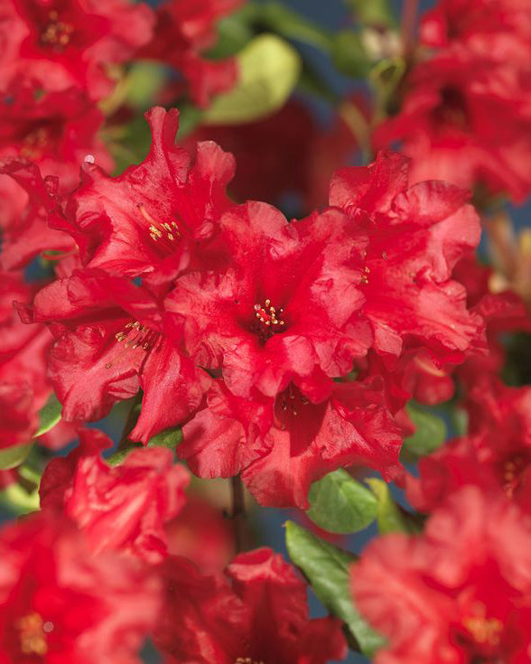 Rododendrai 'Baden Baden'