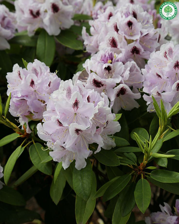 Rododendrai 'Calsap'