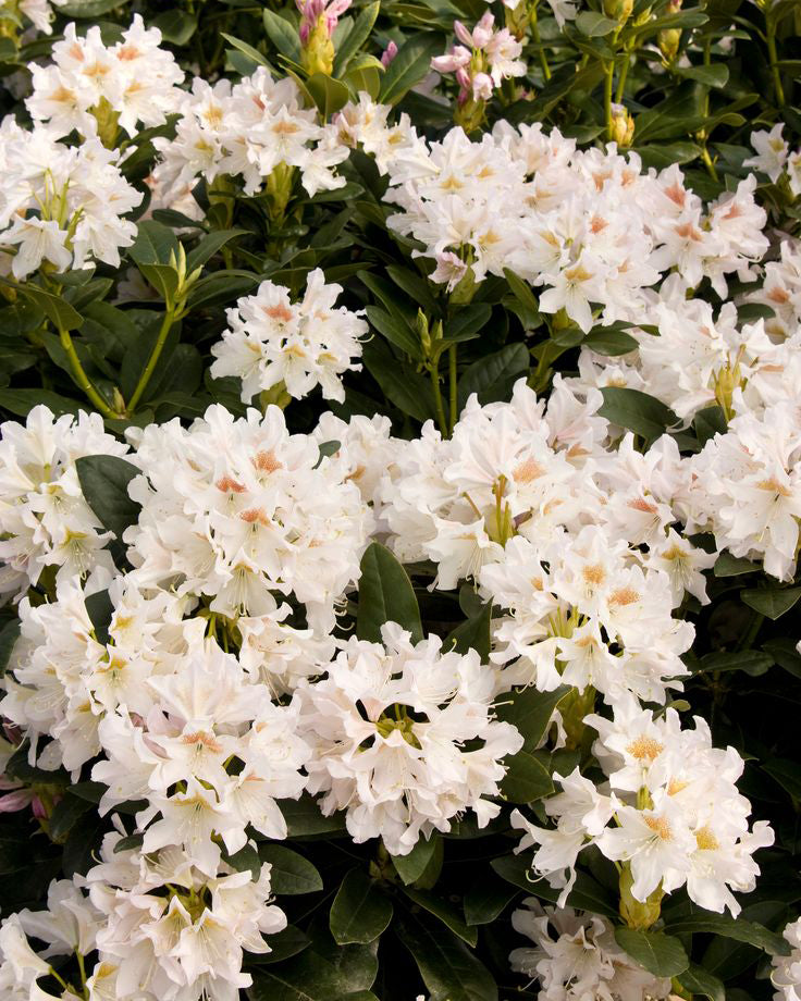 Rododendrai 'Cunningham White'