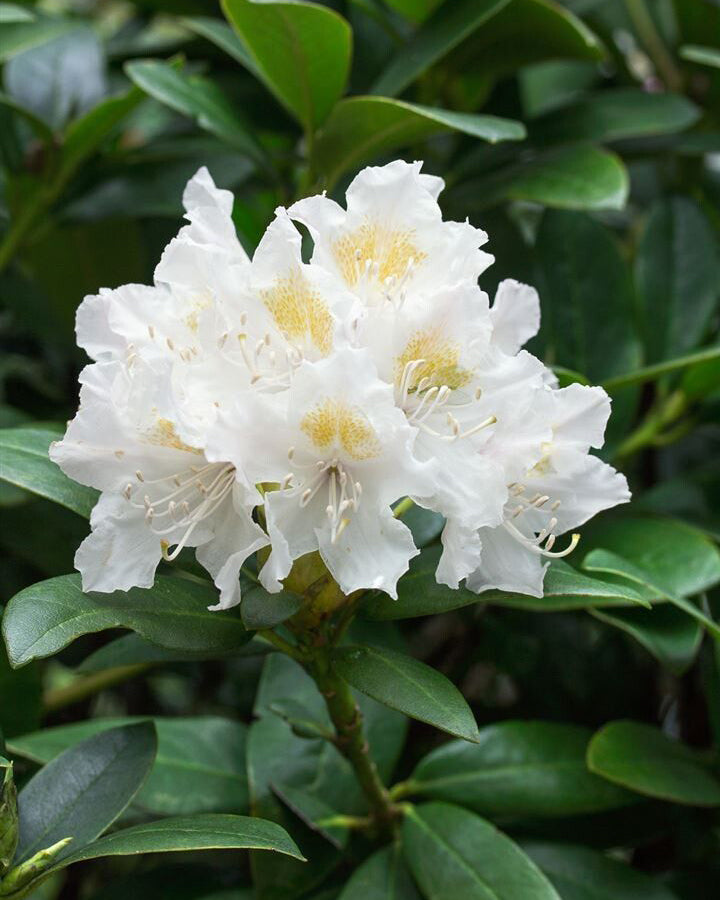 Rododendrai 'Cunningham White'