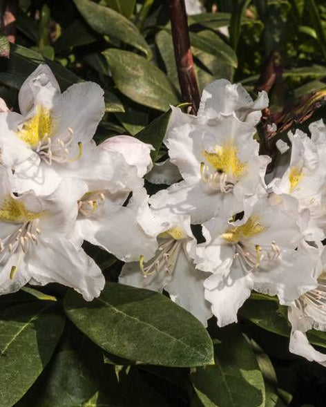 Rododendrai 'Cunningham White'