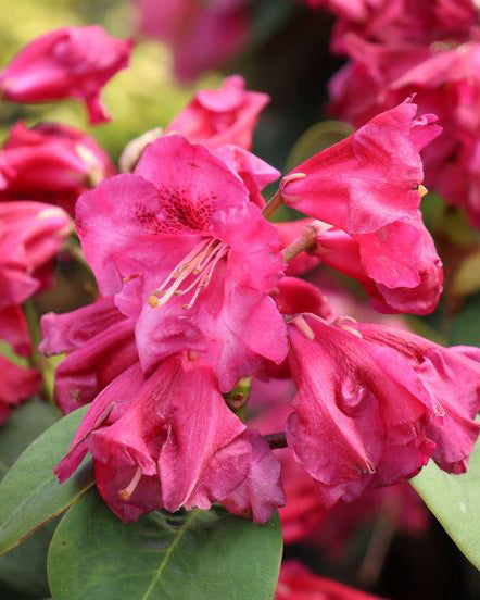 Rododendrai 'Gartendirektor Glocker'