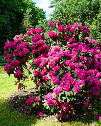 Rododendrai 'Gartendirektor Glocker'