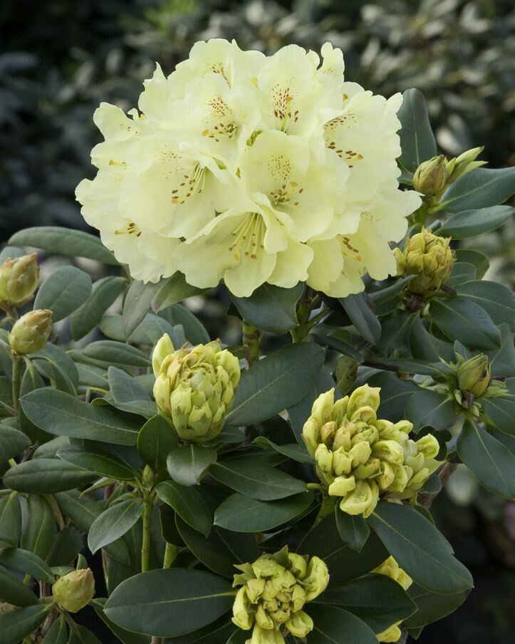 Rododendrai 'Goldkrone'