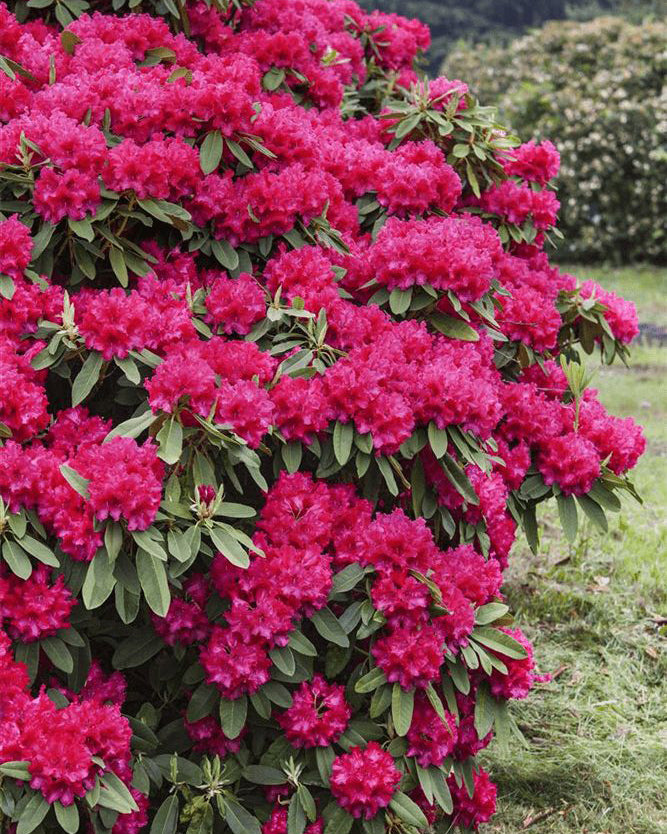 Rododendrai 'Kali'