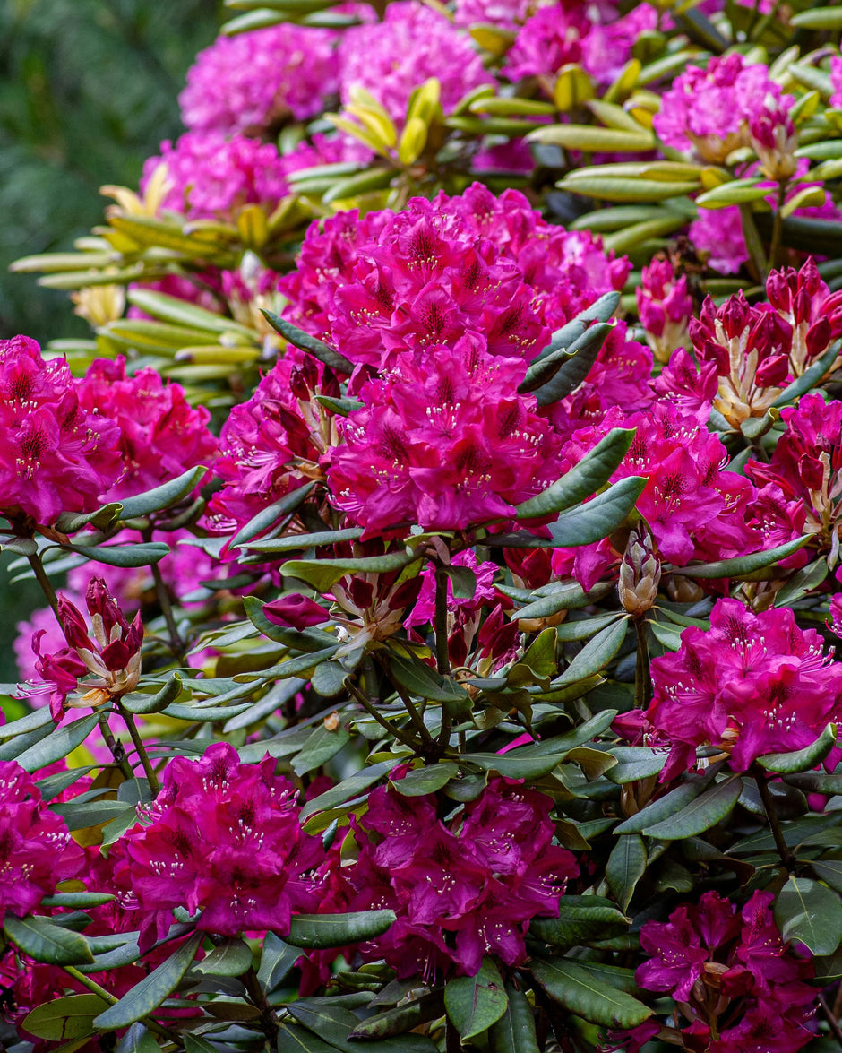 Rododendrai – Nakų ūkis