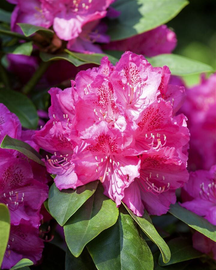 Rododendrai 'Neon Kiss'