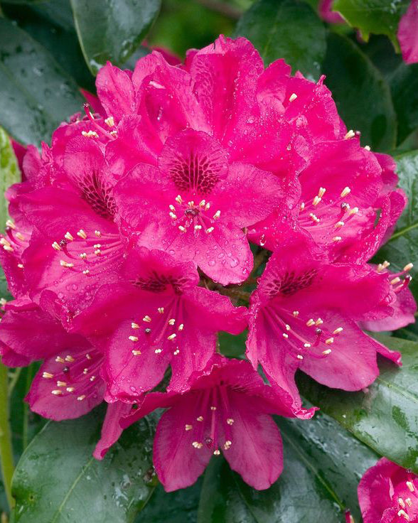 Rododendrai 'Neon Kiss'