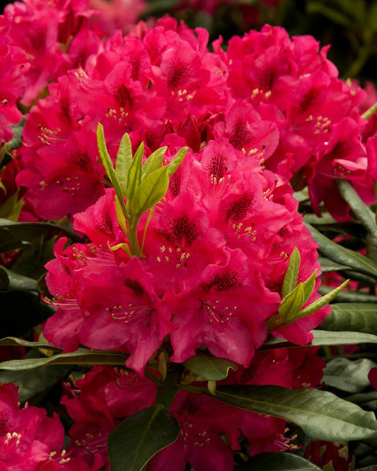 Rododendrai 'Nova Zembla'