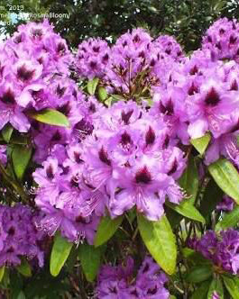 Rododendrai 'Peter Alan'