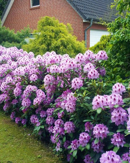 Rododendrai 'Peter Alan'