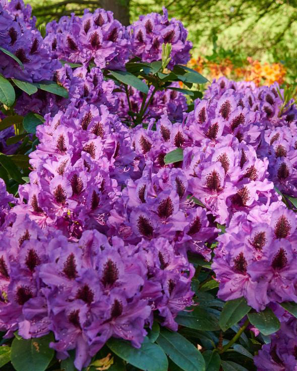 Rododendrai 'Peter Alan'