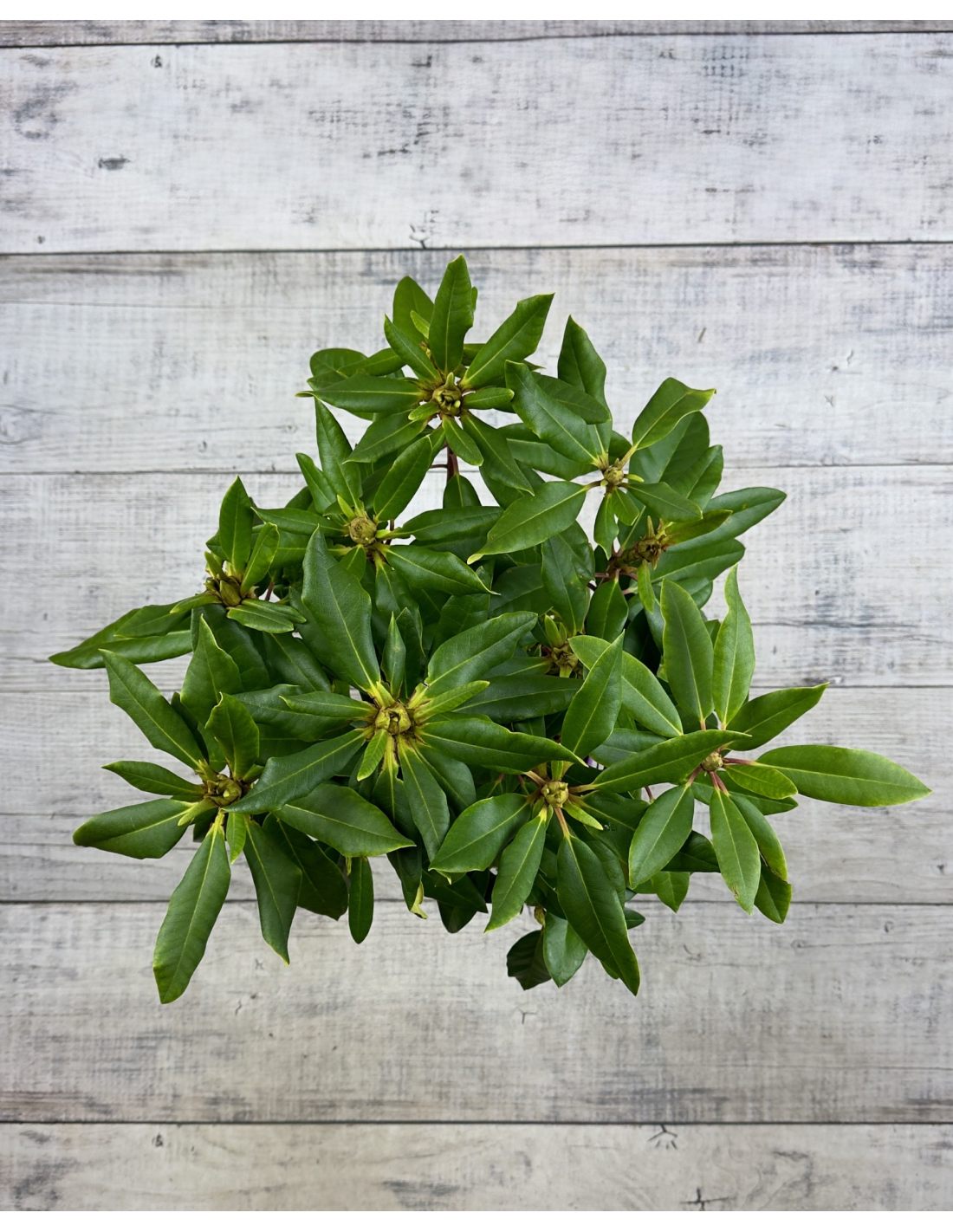 Rododendras 'Anna Jagiellonka'