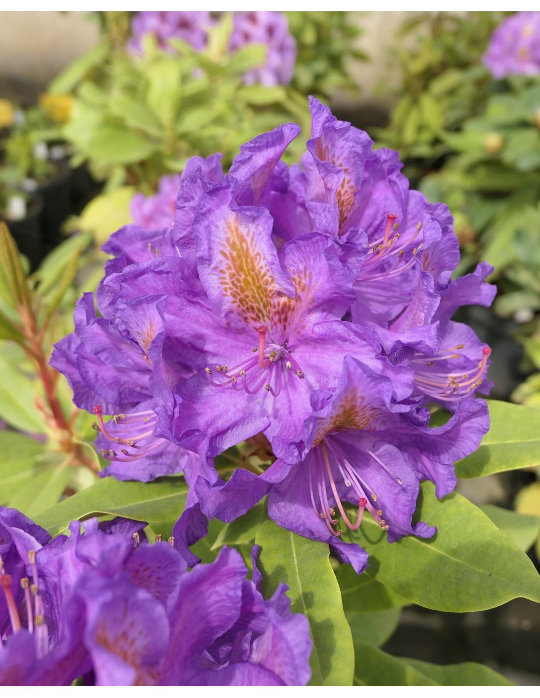 Rododendras 'Anna Jagiellonka'