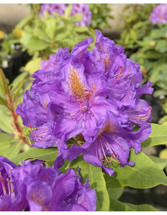 Rododendras 'Anna Jagiellonka'