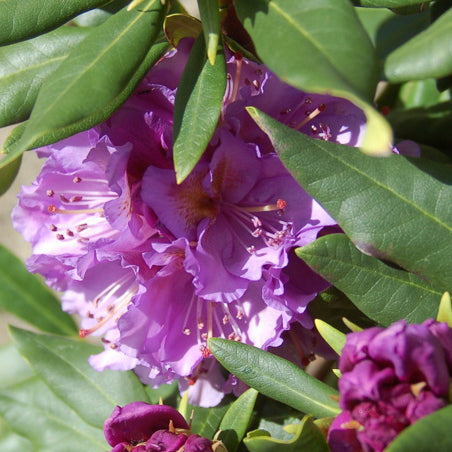 Rododendras 'Anna Jagiellonka'