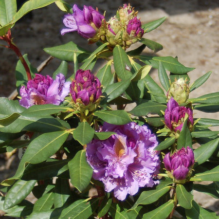 Rododendras 'Anna Jagiellonka'