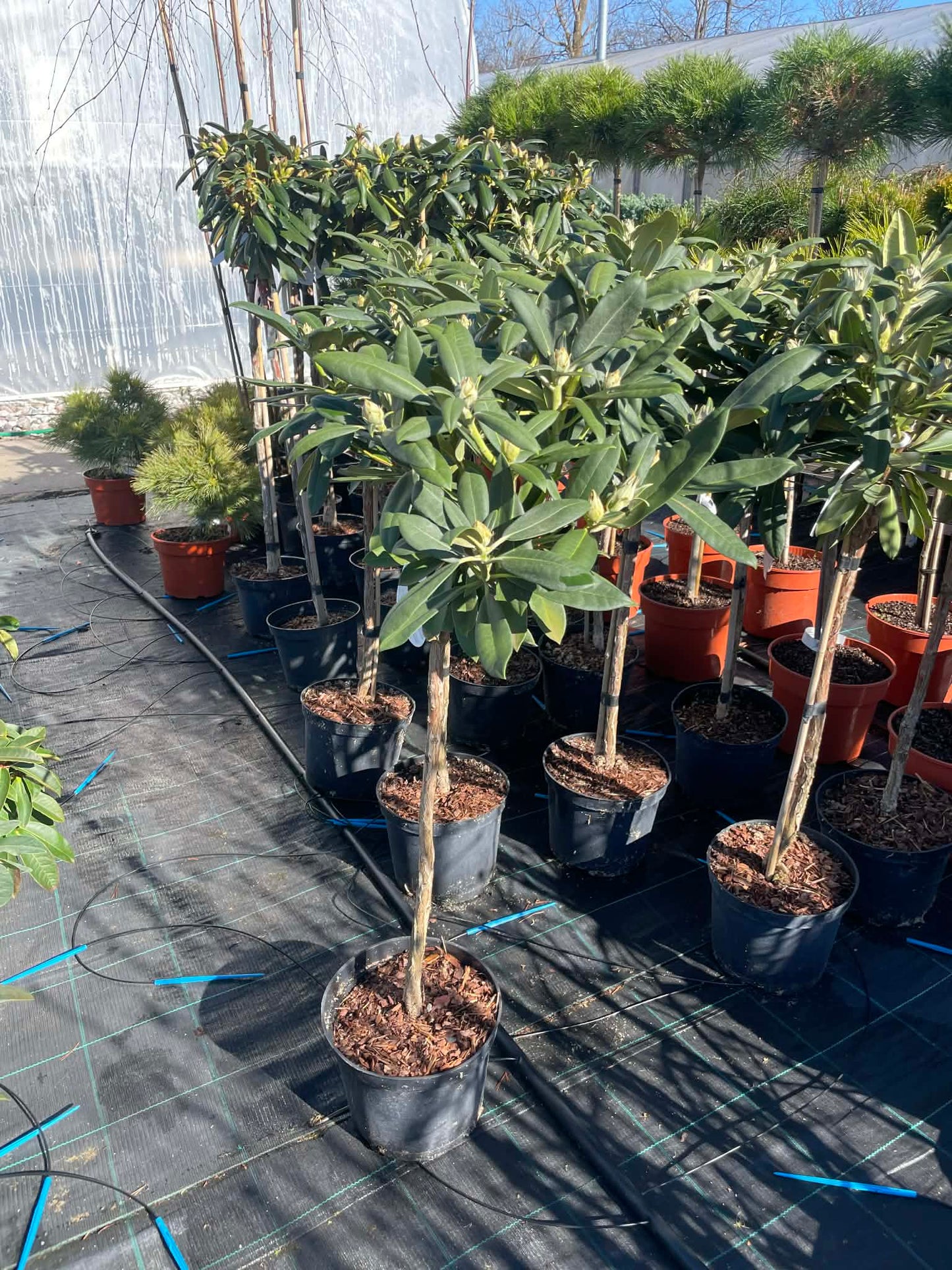 Rododendras 'Bengal' (skiepytas 80cm)