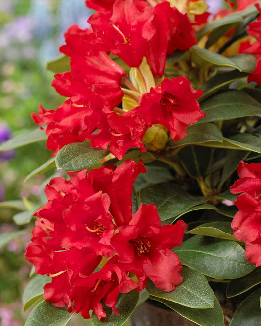 Rododendras 'Bengal' (skiepytas 80cm)