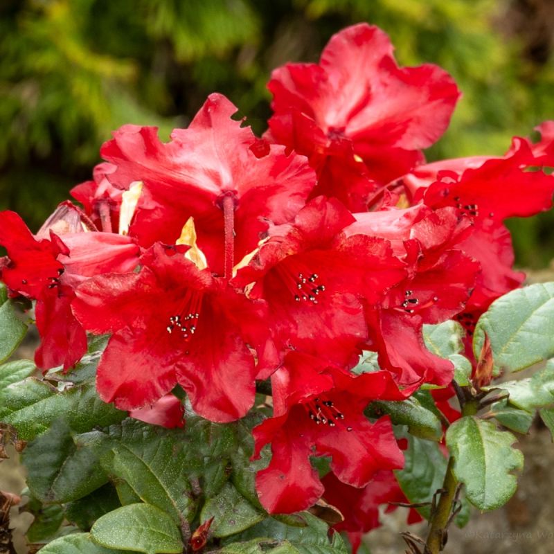 Rododendras 'Bengal' (skiepytas 80cm)