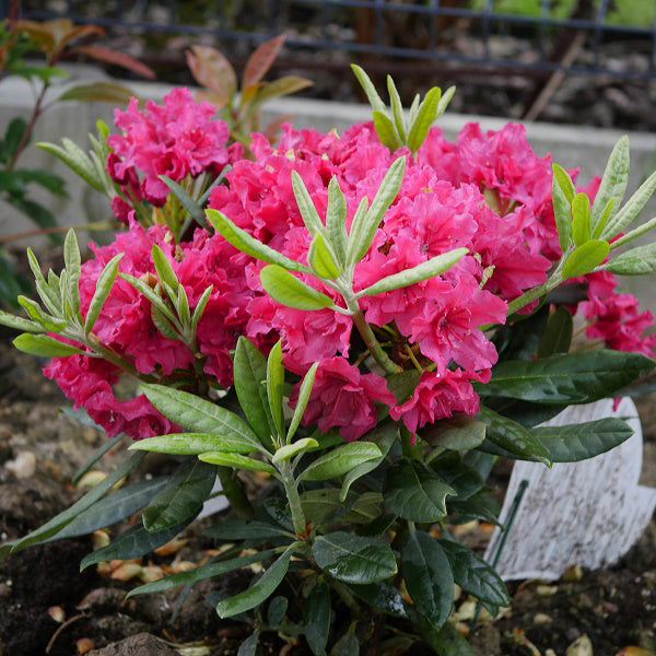 Rododendras 'Double Kiss'
