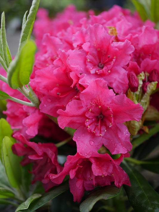 Rododendras 'Double Kiss'