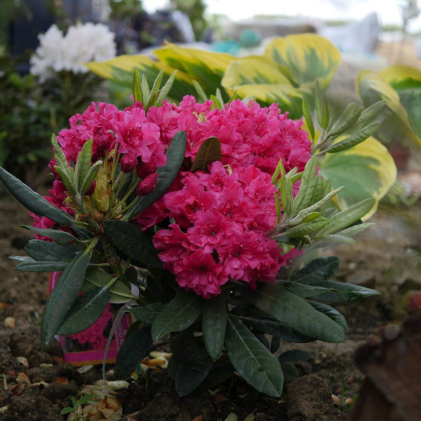 Rododendras 'Double Kiss'