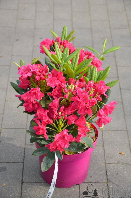 Rododendras 'Double Kiss'